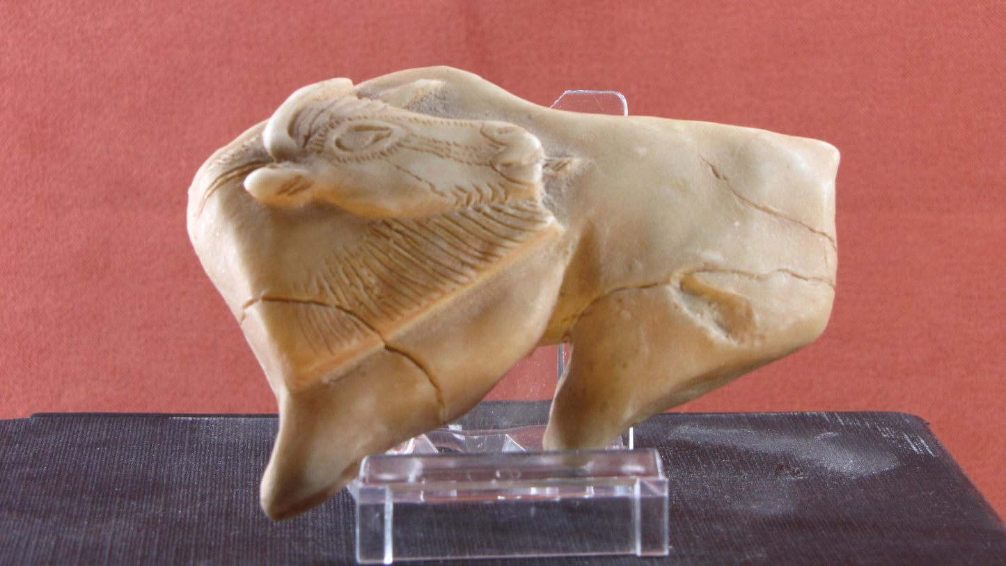 Bisonte lamiéndose